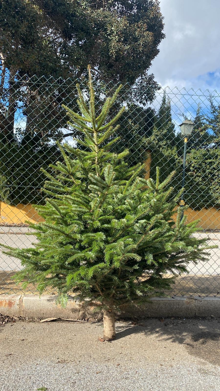 King of Christmas PREMIUM 200-230 cm