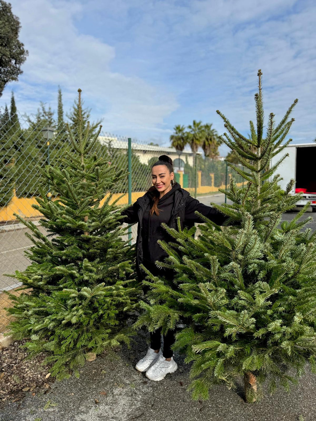 King of Christmas PREMIUM 200-230 cm