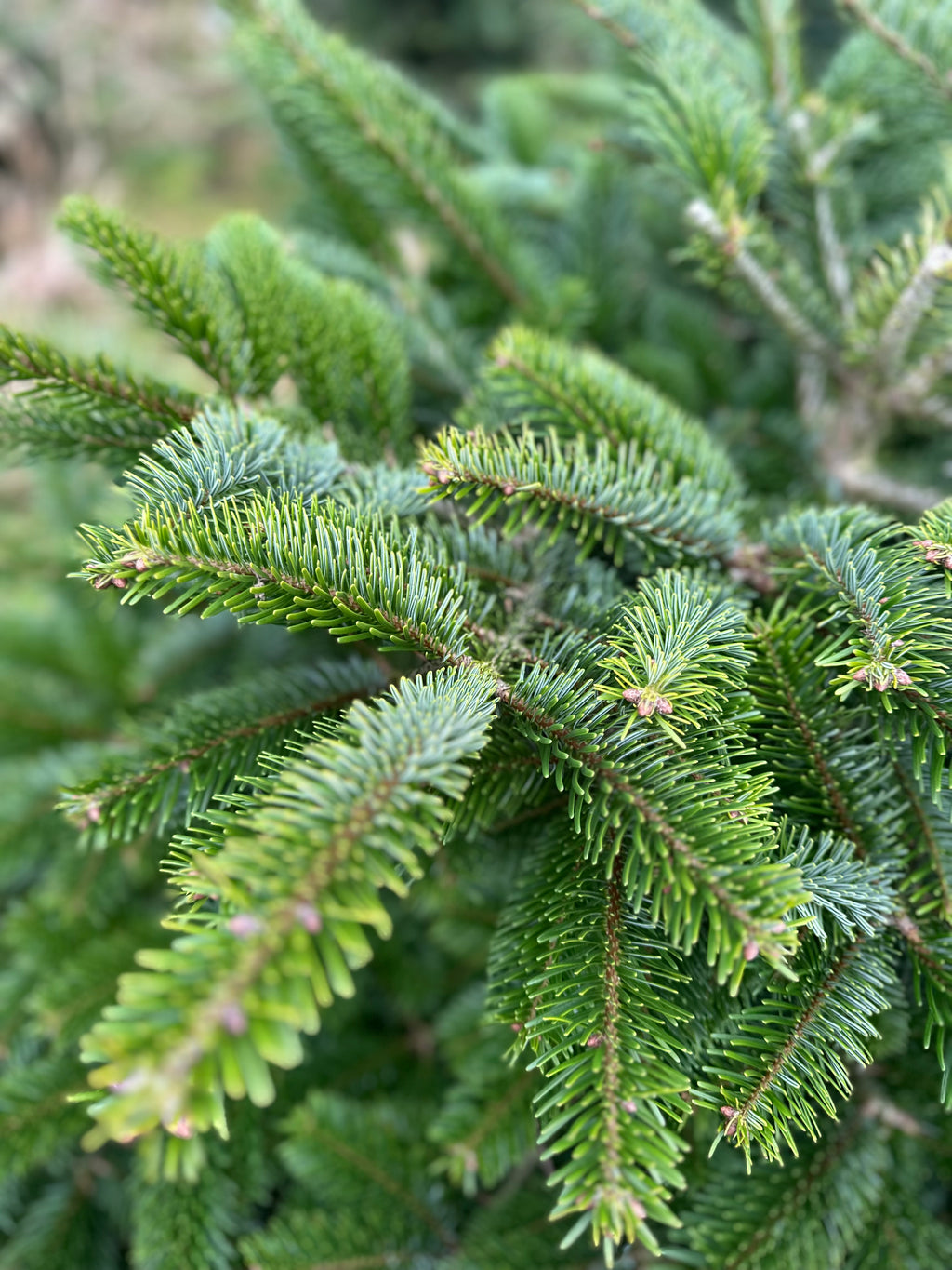 Little Star Tree 125-155 cm